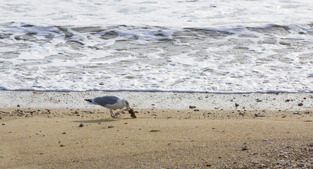 Fototapeta na wymiar Mouette en train de manger une huître sur la plage