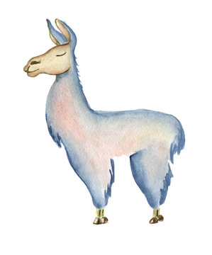 Cute Llama cartoon character watercolor illustration, Alpaca animal, hand drawn style.  Isolated white background
