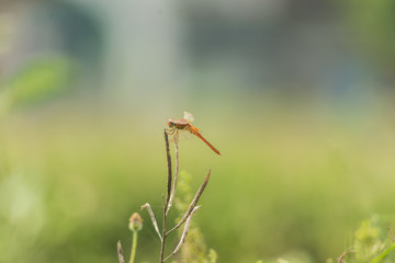 A red dragonfly