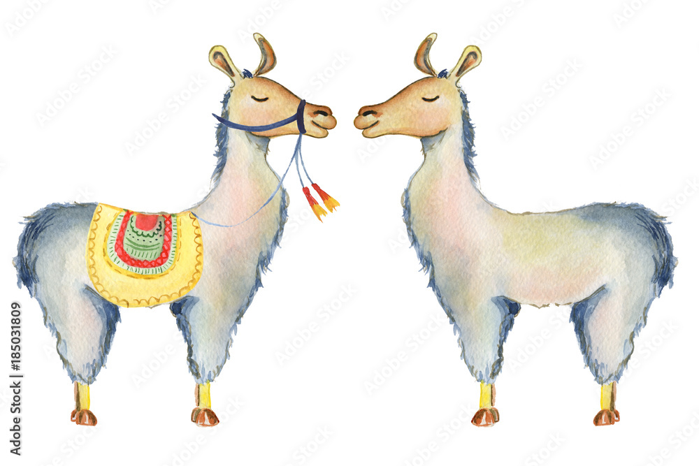 Canvas Prints Cute Llama cartoon characters set watercolor illustration, Alpaca animals, hand drawn style.  Isolated white background