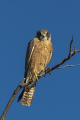 Australian Hobby (Falco longipennis) race 