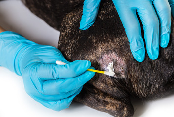 veterinarian treats skin disease of a dog
