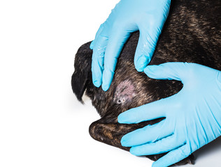 Hands in gloves and bald skin of a dog