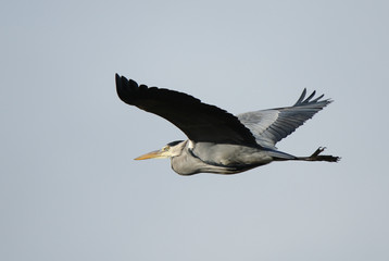 Grey Heron in full flight