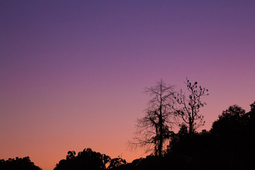 Purple Sky