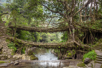 Obraz premium Most żyjących korzeni w pobliżu wioski Nongriat, Cherrapunjee, Meghalaya, Indie. Ten most jest tworzony przez wieloletnie szkolenie korzeni drzew, aby się ze sobą łączyły.