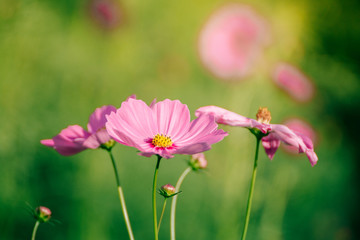Obraz na płótnie Canvas Pink flowers with blurred background