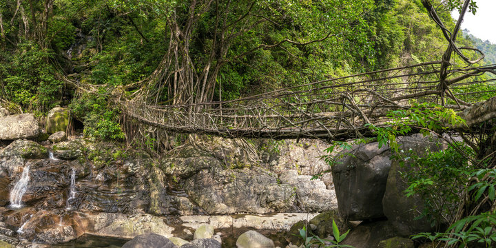 Living roots bridge near Nongriat village, Cherrapunjee, Meghalaya, India. This bridge is formed by training tree roots over years to knit together.
