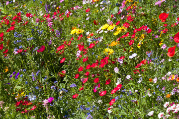 field of summer wild flowers, daisy, poppy, very colourful, yellow, green, blue, red, colours