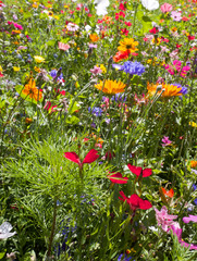 field of summer wild flowers, daisy, poppy, very colourful, yellow, green, blue, red, colours