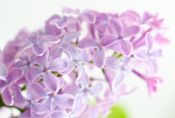 blooming lilac, macro