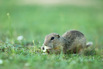 Naklejka na ściany i meble European ground squirrel eating on meadow - Spermophilus citellus