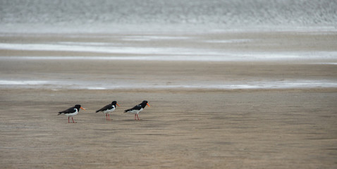 three oystercatchers walking in a row on the sandy beach