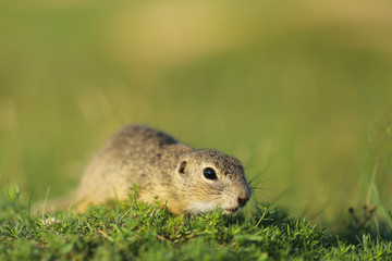 Naklejka na ściany i meble Spermophilus citellus - European ground squirrel on green grass