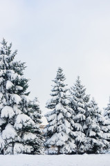 Green fluffy fir tree in the snow