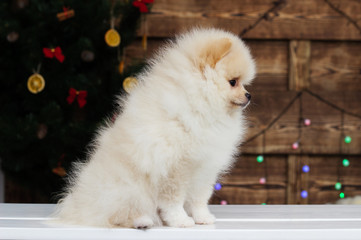 small Pomeranian puppy looks under Christmas