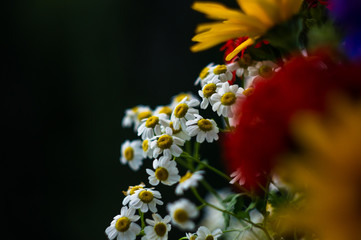 a bouquet of bright spring flowers of various types