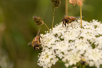 Abeilles sur fleurs blanches sauvage
