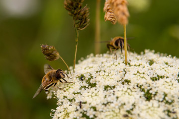 Abeilles sur fleurs sauvages