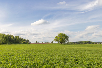 The big, old oak with green leaves grows in the green field against the background of the blue sky...