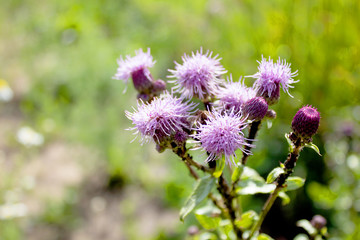 bright purple flower thistle, thistle close-up
