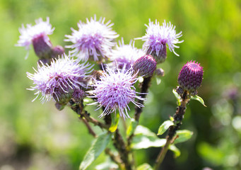 bright purple flower thistle, thistle close-up