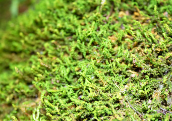 Beautiful, green moss on the bottom of the gorge