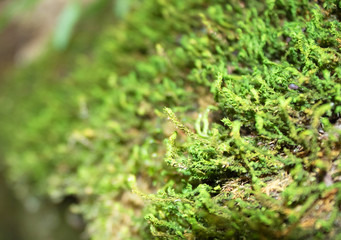 Beautiful, green moss on the bottom of the gorge
