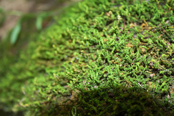 Beautiful, green moss on the bottom of the gorge