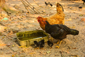 galinhas no pátio, maranhão