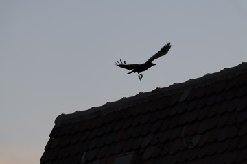 Krähe von einem Hausdach startend
