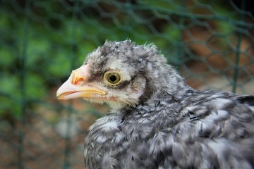 tête poule poulet La flèche coucou 