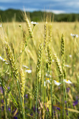 Obraz premium Summer evening, rural field, ears of wheat and fresh wildflowers, of different colors.