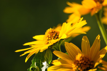 bouquet of bright yellow flowers Heliopsis helianthoides