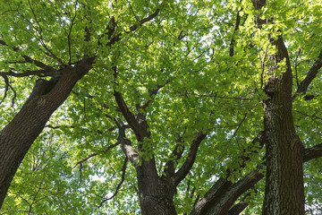 green oak trees