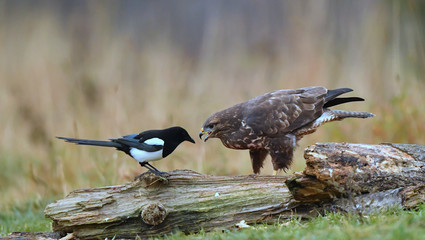 Mäusebussard und Elster
