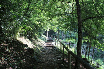 Fototapeta premium In mezzo alla foresta