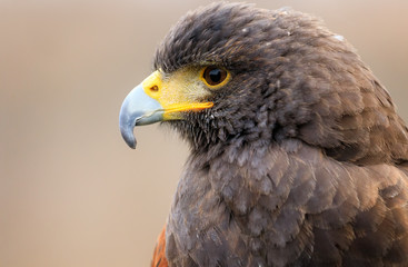Falcon eye close-up