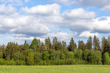 Fototapeta premium The green field, the wood, the blue sky with clouds. Latvia, to Vidzeme. Summer, sunny day.Copy space.