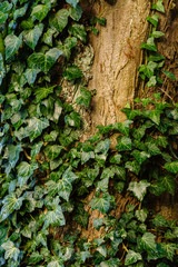 Efeu auf einem Baumstamm