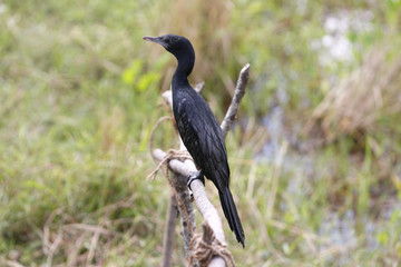 Reiher