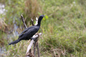 Reiher