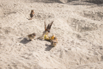 Iago sparrows fighting and feeding on a discarded apple core on the beach