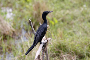 Reiher