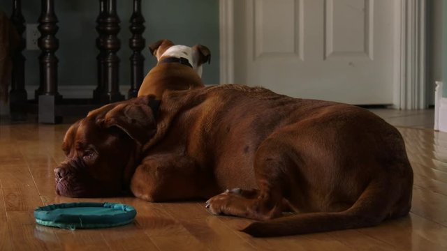 french mastiff and english bulldog puppy hanging out on hardwood floor 4k