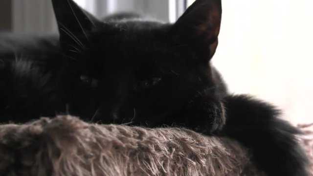 black cat hanging out on carpet tower as camera slides by 4k