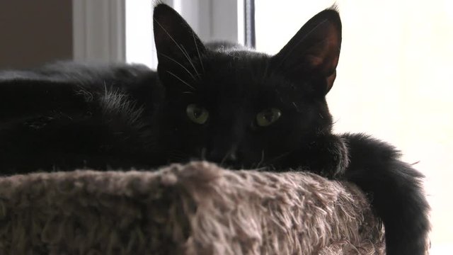 black cat hanging out on carpet tower as camera rotates 4k
