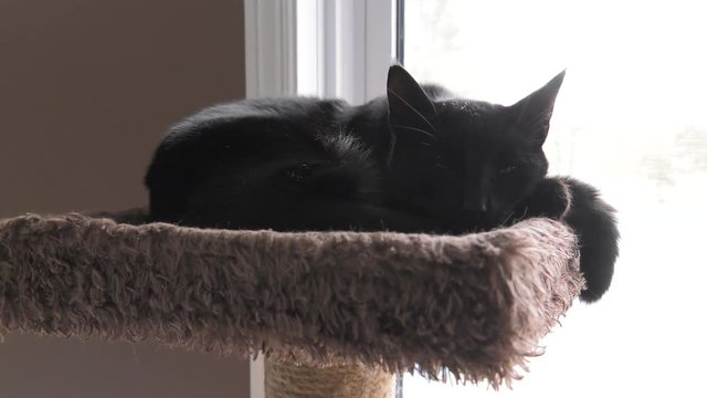 black cat getting sleepy on pet tower 4k