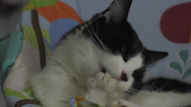 cat grooming nails and paws 4k