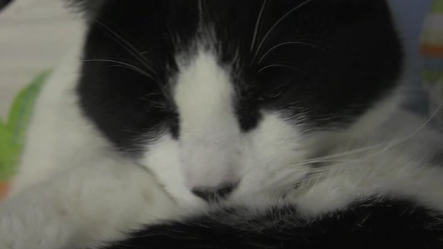 cat grooming and licking itself front view slow motion 4k